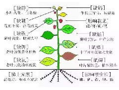 如何知道自己的植物缺少的那些肥？