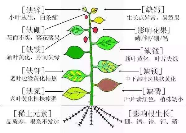 內(nèi)蒙古有機(jī)肥